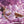 Creature Cocks Purple Slime - Water Based Lubricant 237ml