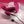 Evolved Come On Over - Vibrator with Wireless Remote - Burgundy Red