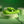 Evolved Brat Bunny Rabbit Vibrator - Green