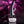 Evolved Black Magic - Black Rechargeable Rabbit Vibrator with LED Screen