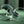 Evolved Spiral Charm - Green Rechargeable Rabbit Vibrator