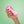 Fun Factory Amor Dildo - Candy Rose
