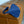 Gender X Daily Gind - Grinding Pad with Plug - Blue