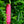 Maia Jaguar Bullet Vibrator - Pink