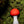 Maia Shroomie - Mushroom Shaped Vibrator -Red/White