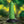 Creature Cocks Radioactive Reptile Thick Scaly Dildo