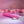 Evolved Carnation Classic Vibe - Pink