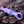 Gender X Ring Pop - Dark Blue Vibrating Anal Plug